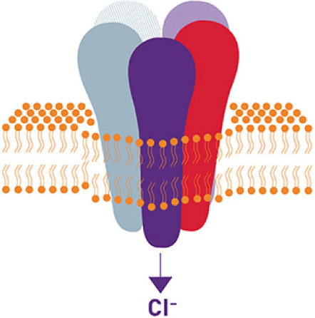 XCOPRI MOA Y-Aminobutyric Acid (GABA) Ion Channel Model